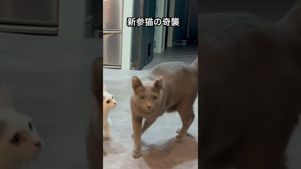 ロシアンブルー|ドッキリ！？子猫が物陰から|Russian Blue cat