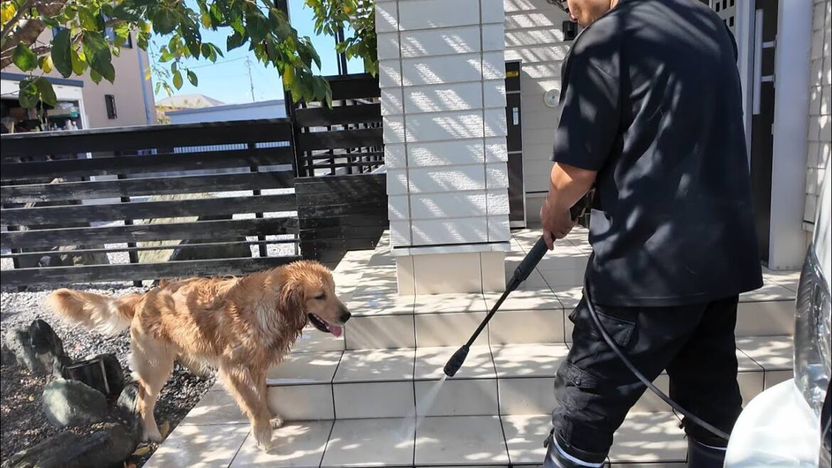 秋本番１０月なのに３６℃の猛暑日に。今年最後の暑さかな？【Golden Retriever japan】