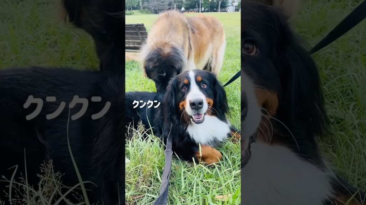 初めてレオンベルガーに会ったバーニーズ！仲良くなれるかな？