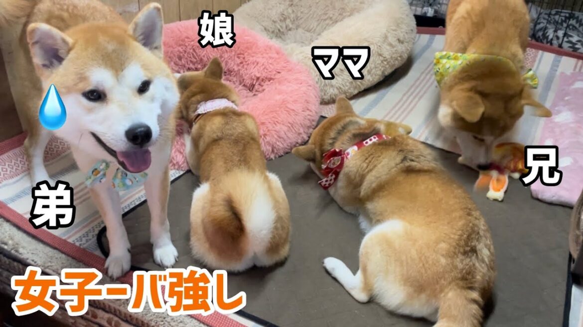 柴犬まみれはそれぞれの天然個性バトルがおもしろいw