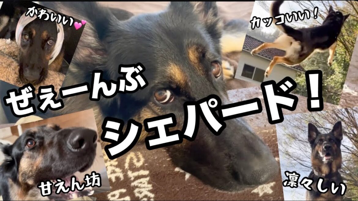 ほんとにおなじ犬？全部シェパードまろん😆【ジャーマンシェパード】