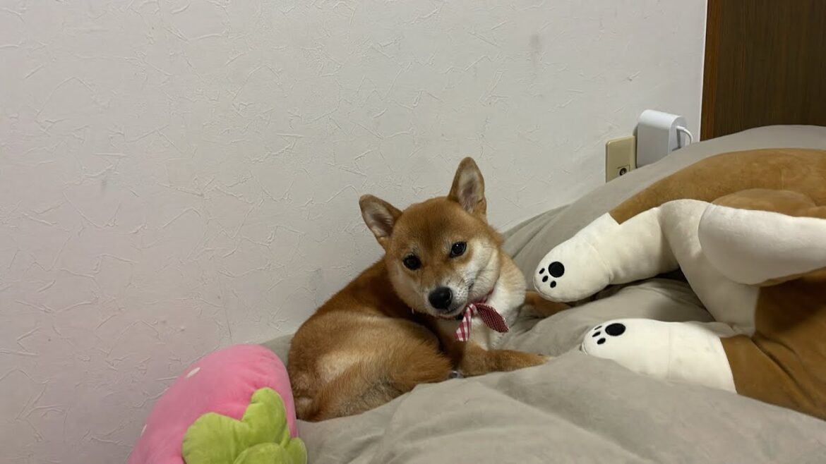 柴犬小夏のKonachannel がライブ配信中！