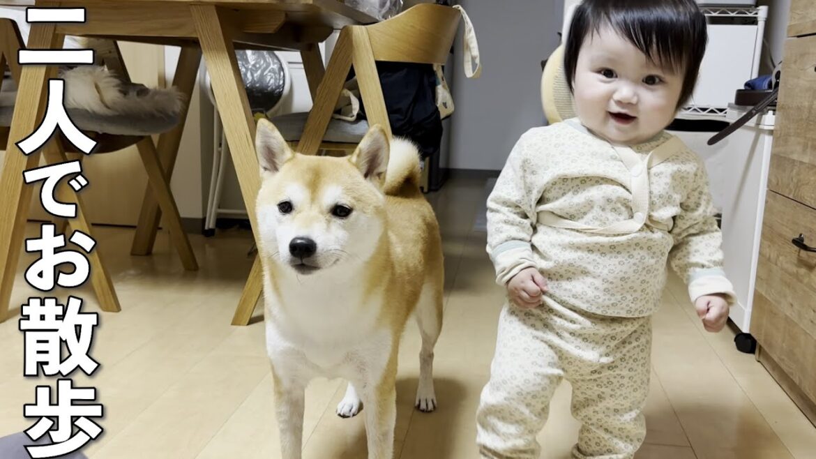 大好きな柴犬を追いかけて歩く1歳児の予想外の行動が可愛すぎました