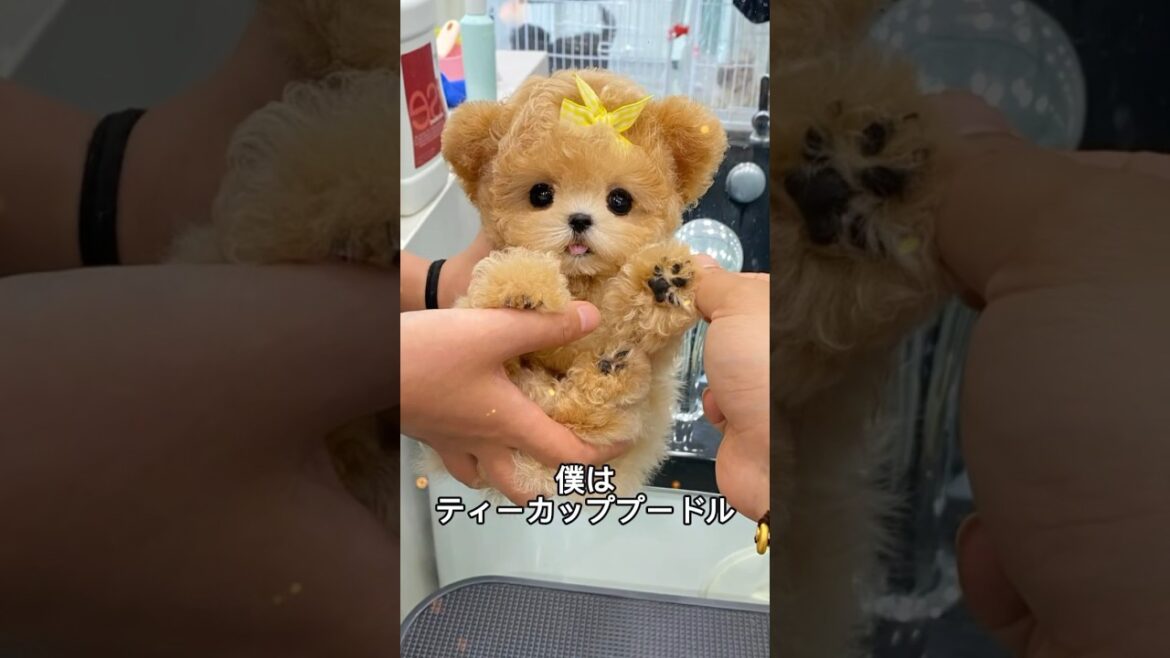 ティーカッププードルの可愛さと魅力を１分で解説！#ティーカッププードル #teacuppoodle #shorts