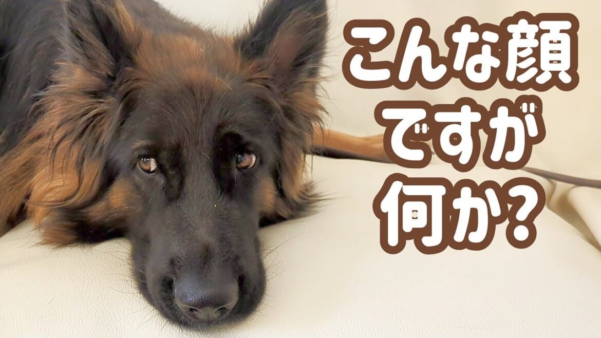【ジャーマンシェパード】見た目は熊っぽい犬ですが、けっこう肝っ玉座ってます！