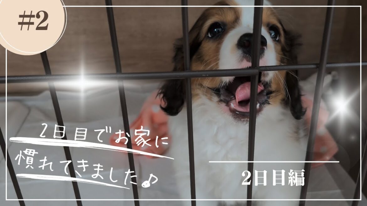 #2 2日目でお家に慣れてきました♪ #puppy #コーイケルホンディエ #コイケル #癒し #可愛い #犬のいる生活 #仔犬