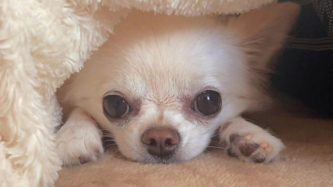 甘えんぼなチワワに一緒に出かけることを伝えたら反応が可愛すぎた 甘えんぼなチワワに一緒に出かけることを伝えたら反応が可愛すぎた