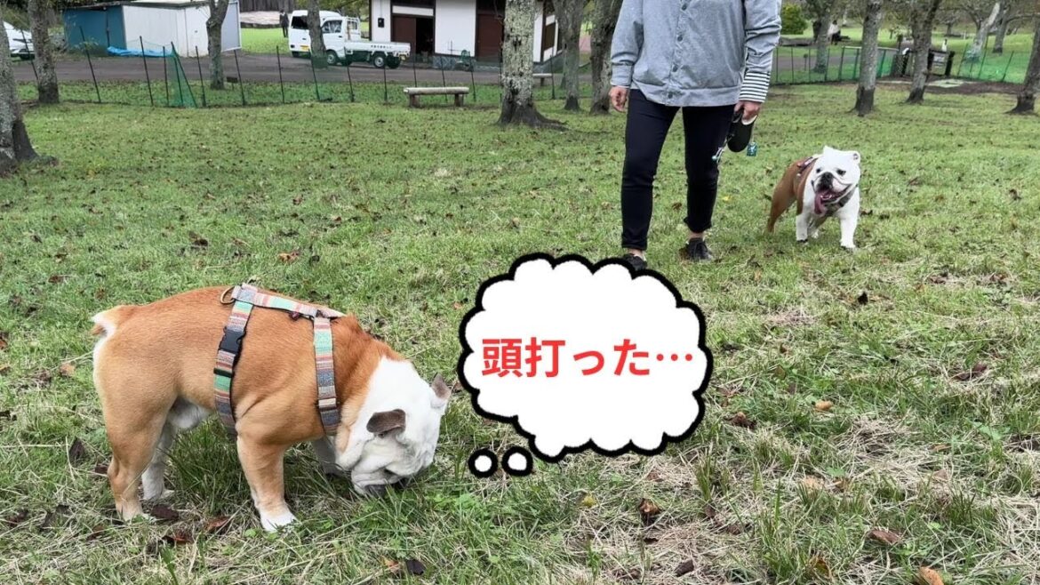 ドッグラン入場と同時に頭を痛打…飼い主が誰か分からなくなってしまったブルドッグのぶるまる… ドッグラン入場と同時に頭を痛打…飼い主が誰か分からなくなってしまったブルドッグのぶるまる…