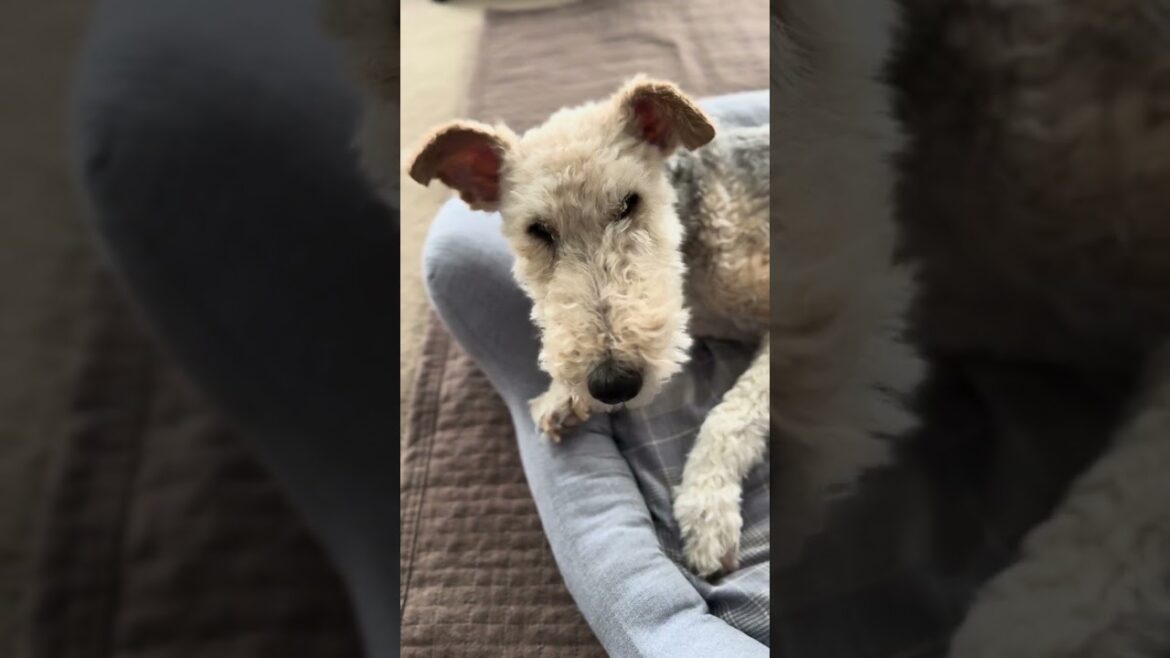 手を舐めてると？怒られた。 #wirefoxterrier  ＃ワイヤーフォックステリア　＃おこられた　#shorts  #short