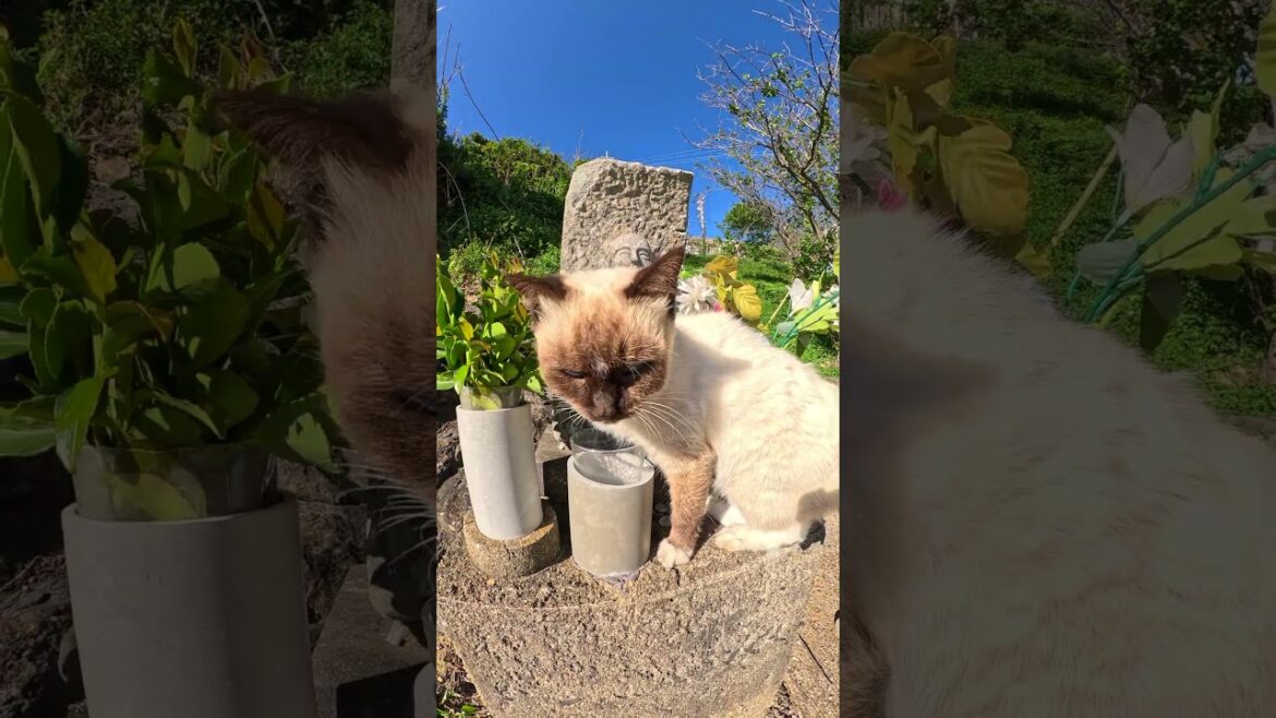 お地蔵様の水を飲もうとするシャム猫 #cat #猫 #ネコ