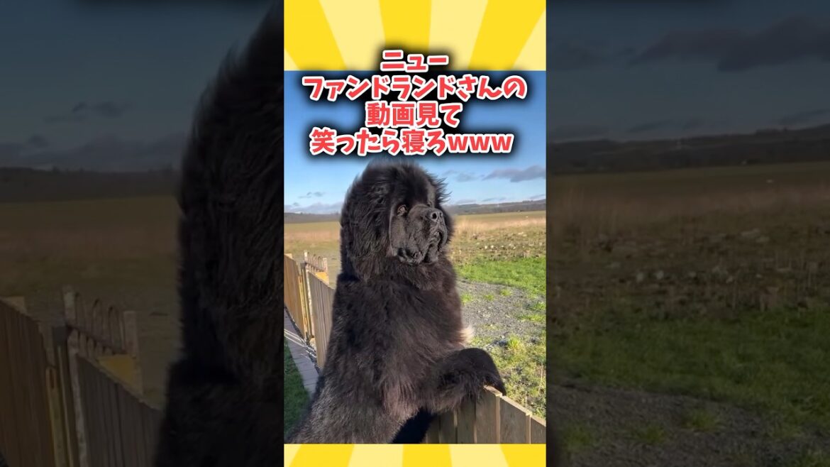 ニューファンドランドさんの動画見て笑ったら寝ろwwwwww