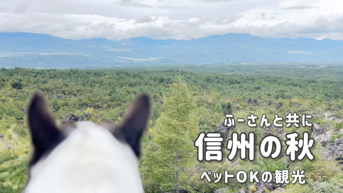 高いところに登りたがる私達/秋/長野観光/ソラテラス/鬼押し出し園 高いところに登りたがる私達/秋/長野観光/ソラテラス/鬼押し出し園