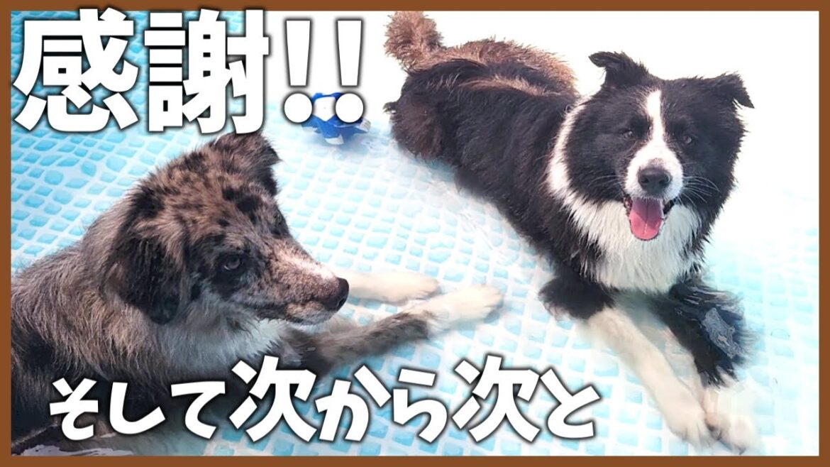 次から次へと…病院に行ってばかりの今日この頃😅【ボーダーコリー】