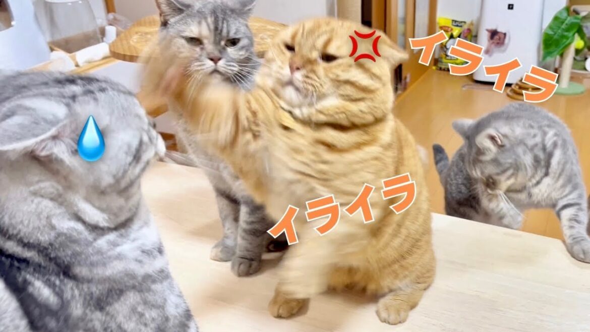 マンチカンの茶々くんの不機嫌なごはんタイム