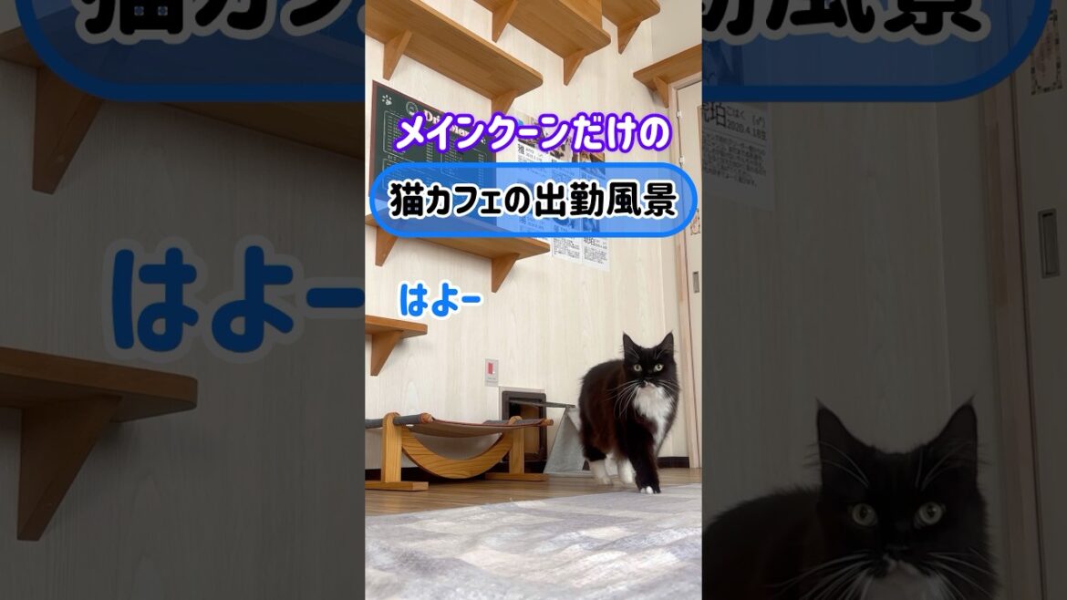 メインクーンだけの【猫カフェの出勤風景】#cat #cooncat #もふ