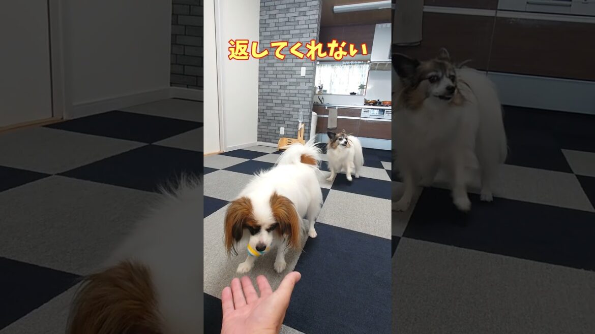 わんこってヤツは可愛い #ボール遊び #パピヨン #可愛い