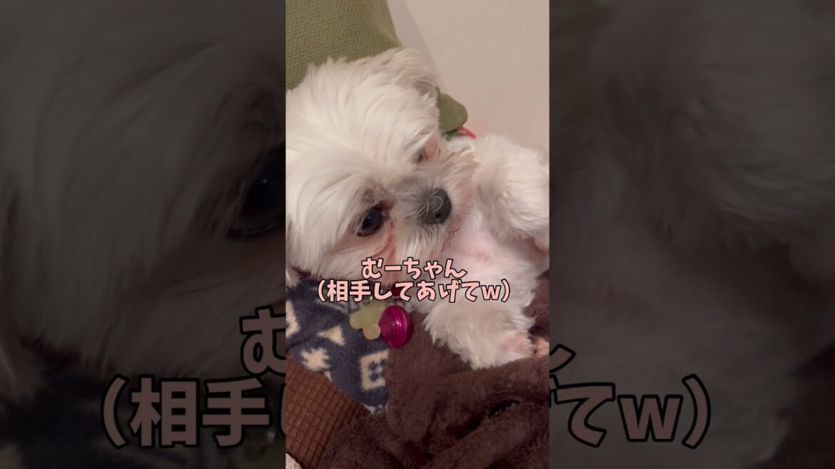 こういう日もあるよねw🐶#シーズー #いぬ #犬 #マルシーズー #マルチーズ #わんこ