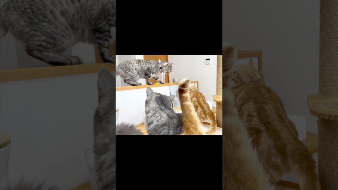 『おいら、ママに...』 #猫 #マンチカン #shorts