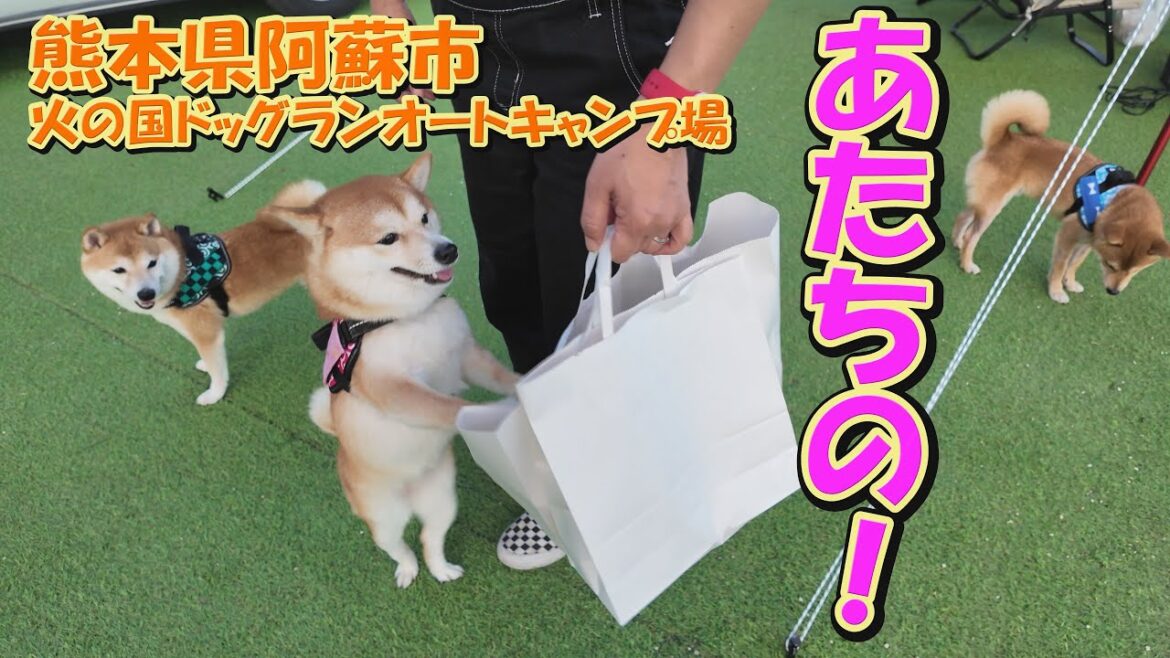 視聴者さんから頂いたお土産を、視聴者さんの目の前でこじ開けようとする柴犬・・・