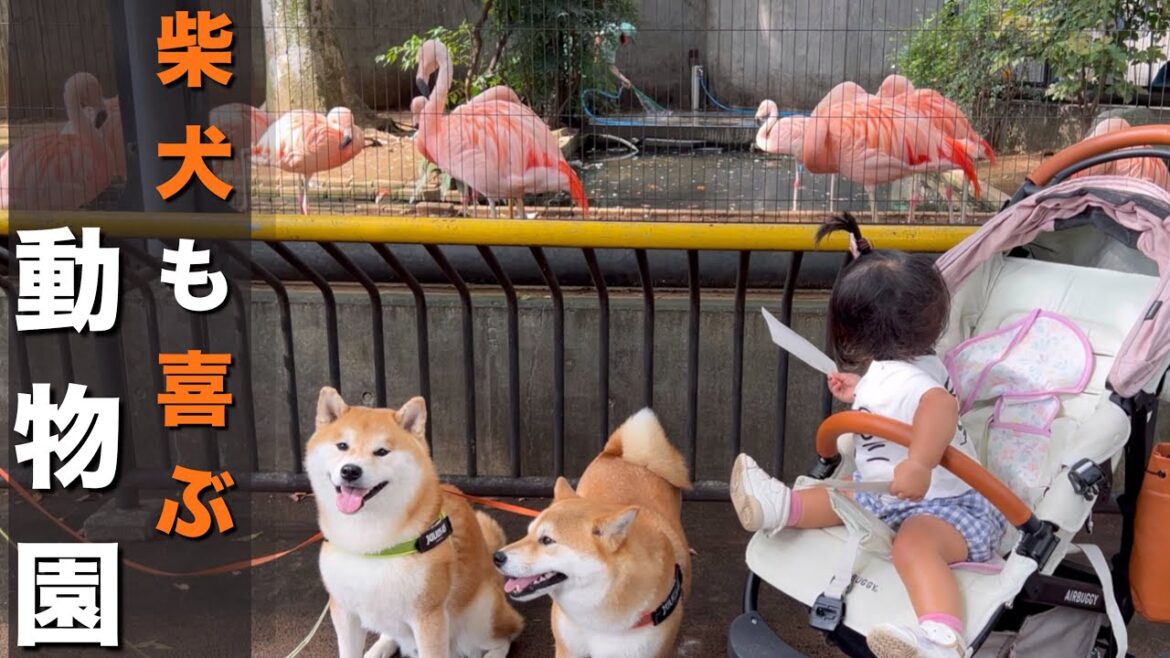 赤ちゃんの時以来、動物園に行った結果、誰よりも熱心に見学する柴犬