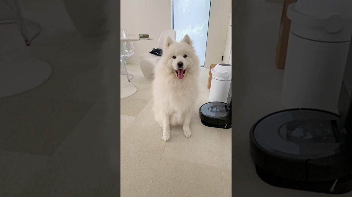 ご飯を待ちきれず、喋って催促するサモエド　#samoyed #サモエド