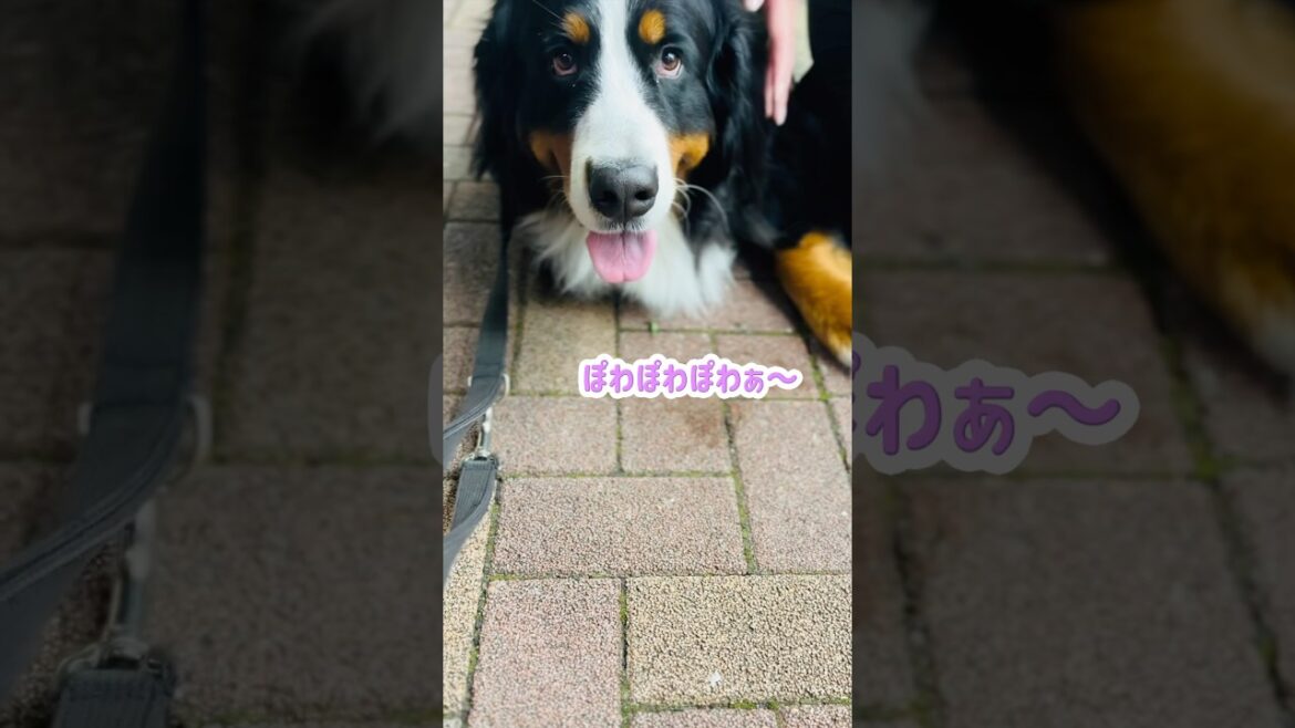 大好きなお姉さんと初めましてのお姉さんに可愛がられたバーニーズ