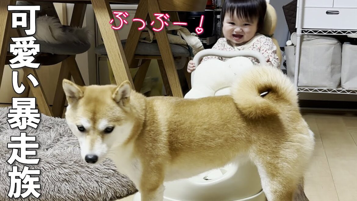 大好きな柴犬を追いかける為に早く歩く方法を編み出した1歳児