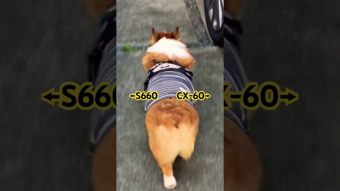 どの車で行くかわかってるコーギー #corgi #コーギー #コーギーのいる暮らし #s660 #cx60