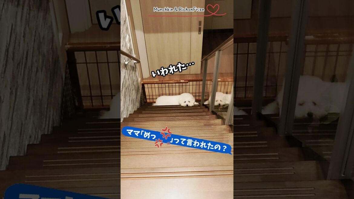 【ビションフリーゼ】ママに怒られた… 【犬と猫、両方飼ってると毎日かわいい♥】