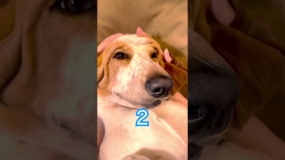 犬界でトップを争える変顔の持ち主　#バセットハウンド #bassethound #いぬ #子犬 #犬 #かわいい犬