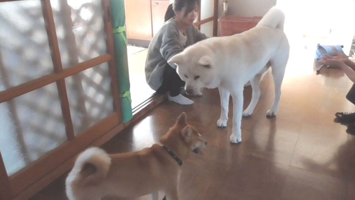 【秋田犬ゆうき】お兄ちゃんたちがテニスとバドミントンのラケットを持って遊びに来てくれました【akita dog】