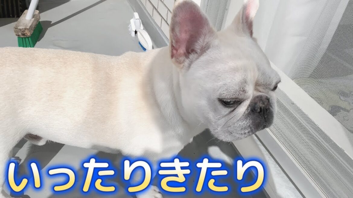 1人じゃイヤな日もある【フレンチブルドッグ frenchbulldog】