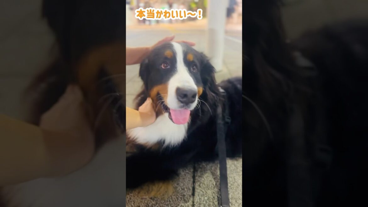 駅前で大人気！たっぷり可愛がられたバーニーズ