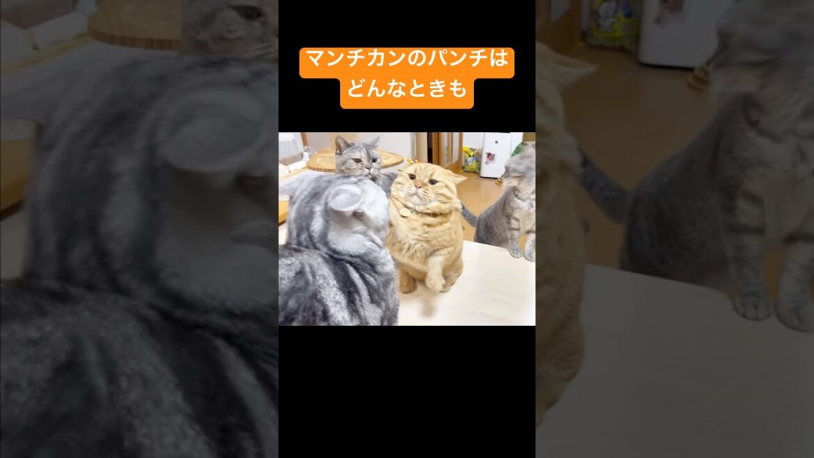 マンチカンのパンチはどんなときも... #猫 #マンチカン #shorts