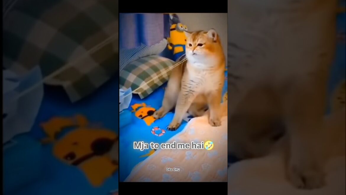 𝐖𝐚𝐢𝐭 𝐟𝐨𝐫 𝐞𝐧𝐝🤣 | #cat #shorts | 𝐖𝐚𝐢𝐭 𝐟𝐨𝐫 𝐞𝐧𝐝🤣 | #cat #shorts |