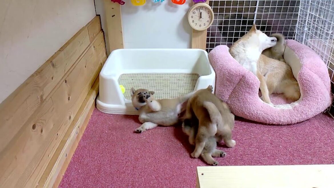 柴犬なつ!子育て生配信【生後36日】何故かベッドの裏が人気スポット・・・ 柴犬なつ!子育て生配信【生後36日】何故かベッドの裏が人気スポット・・・