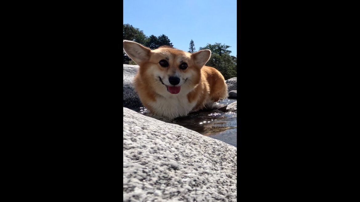 岩の間を器用に歩いてくるコーギー / A Corgi is skillfully navigating through the rocks #shorts