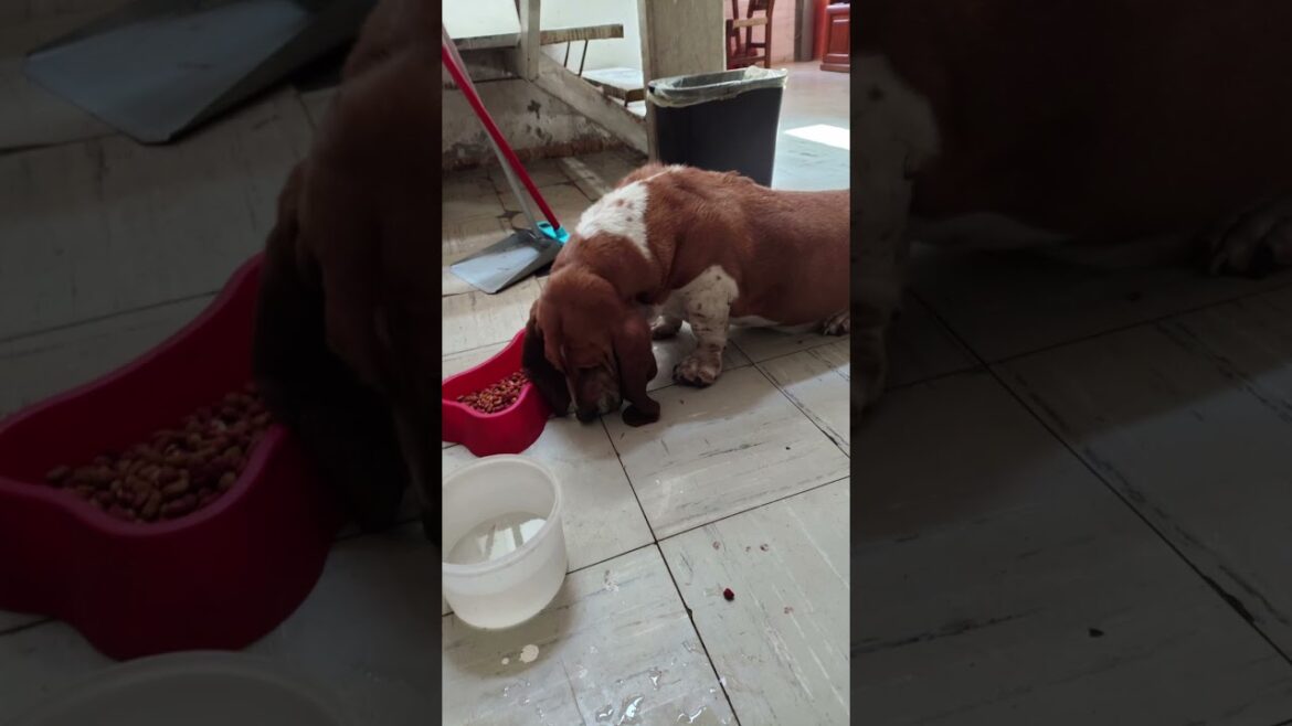 #shorts | El baúl de los recuerdos | El pachón | #bassethound #dog #doglover #perro #pets #mascotas