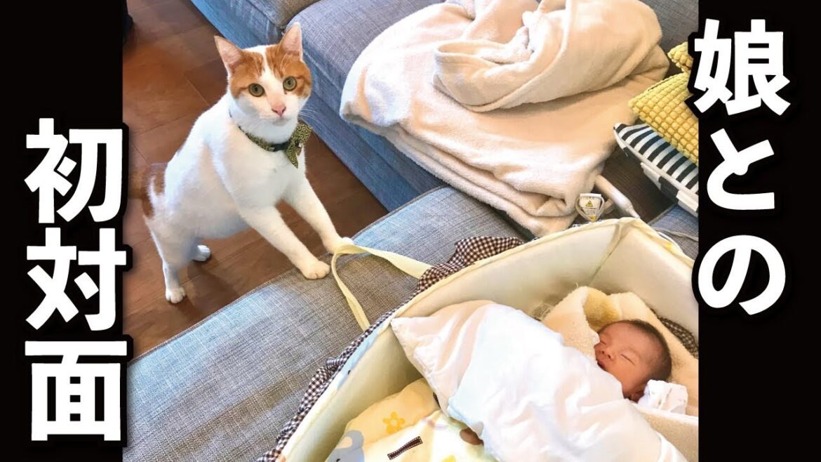 【甘えんぼ猫】昔の写真が出てきたぁぁぁ!娘と初対面写真も公開 【甘えんぼ猫】昔の写真が出てきたぁぁぁ!娘と初対面写真も公開