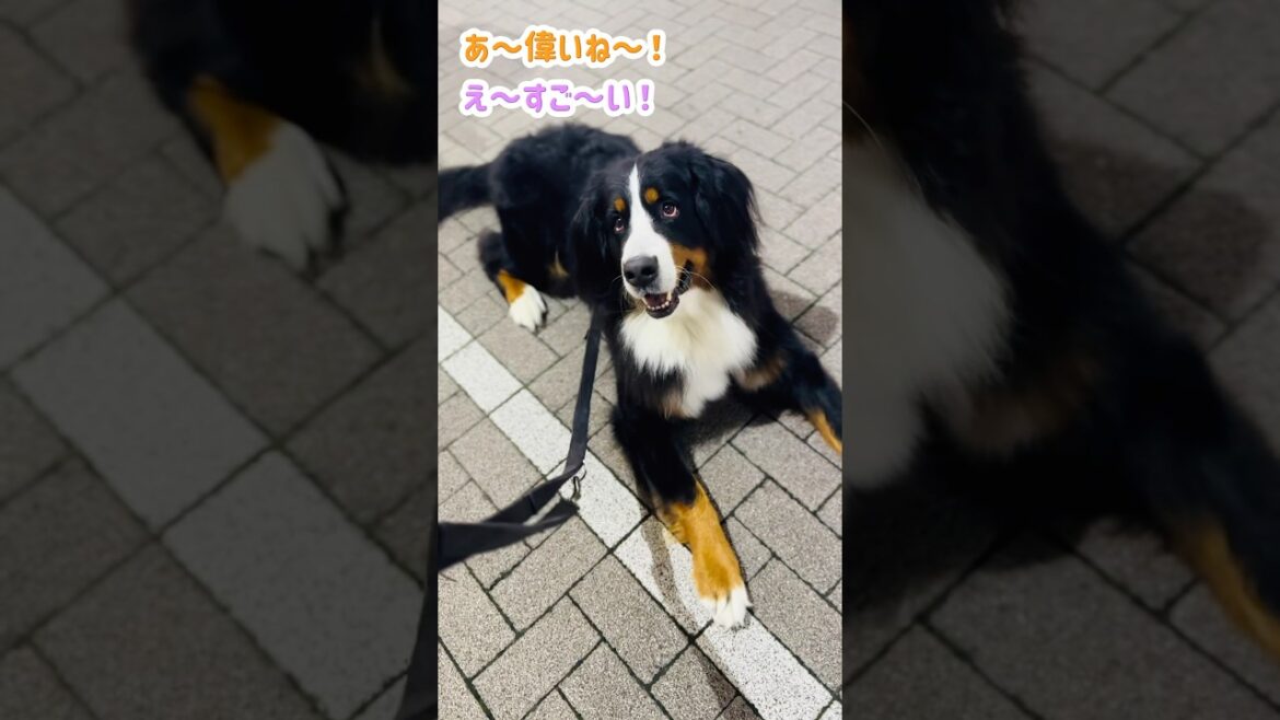 過去一のテンション？！駅前で可愛がられたバーニーズ
