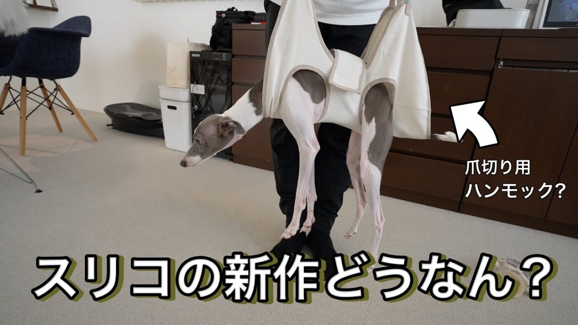 【3COINS】ペット用の新作アイテムが便利すぎて愛犬も絶句www 【3COINS】ペット用の新作アイテムが便利すぎて愛犬も絶句www