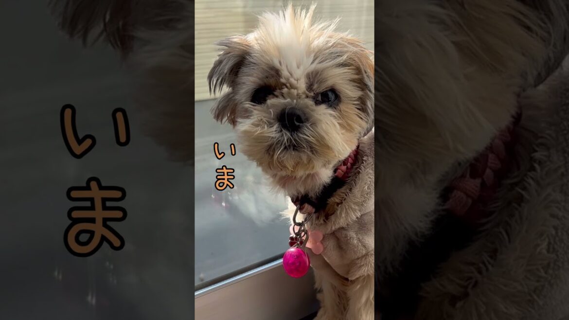 うん、うん、そうだよね🐶w#シーズー #いぬ #犬 #わんこ