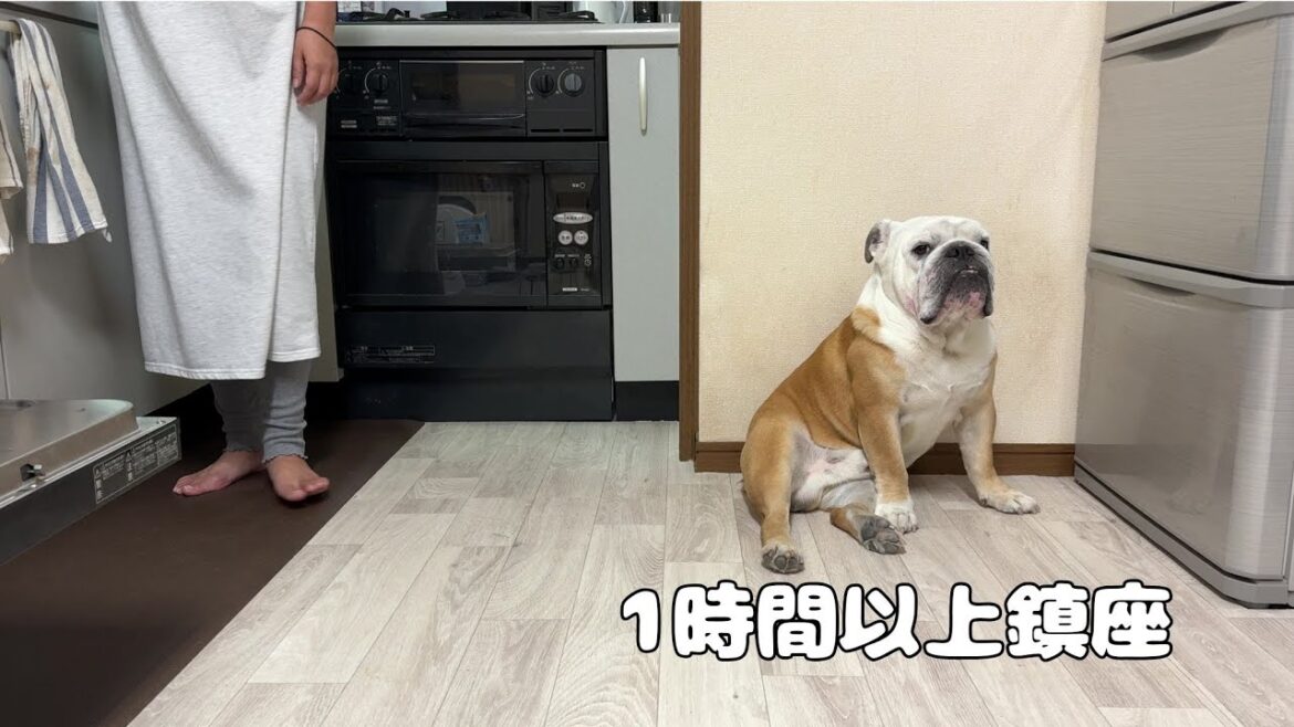 「ナゼご飯が出てこないのか！？」理由を冷蔵庫扉の前で長考するブルドッグのぶるまる…