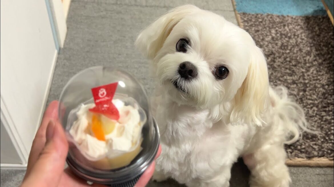 【祝6歳】誕生日を迎えさらに可愛くなった最強マルチーズの姿を見てくれ【めでたい】