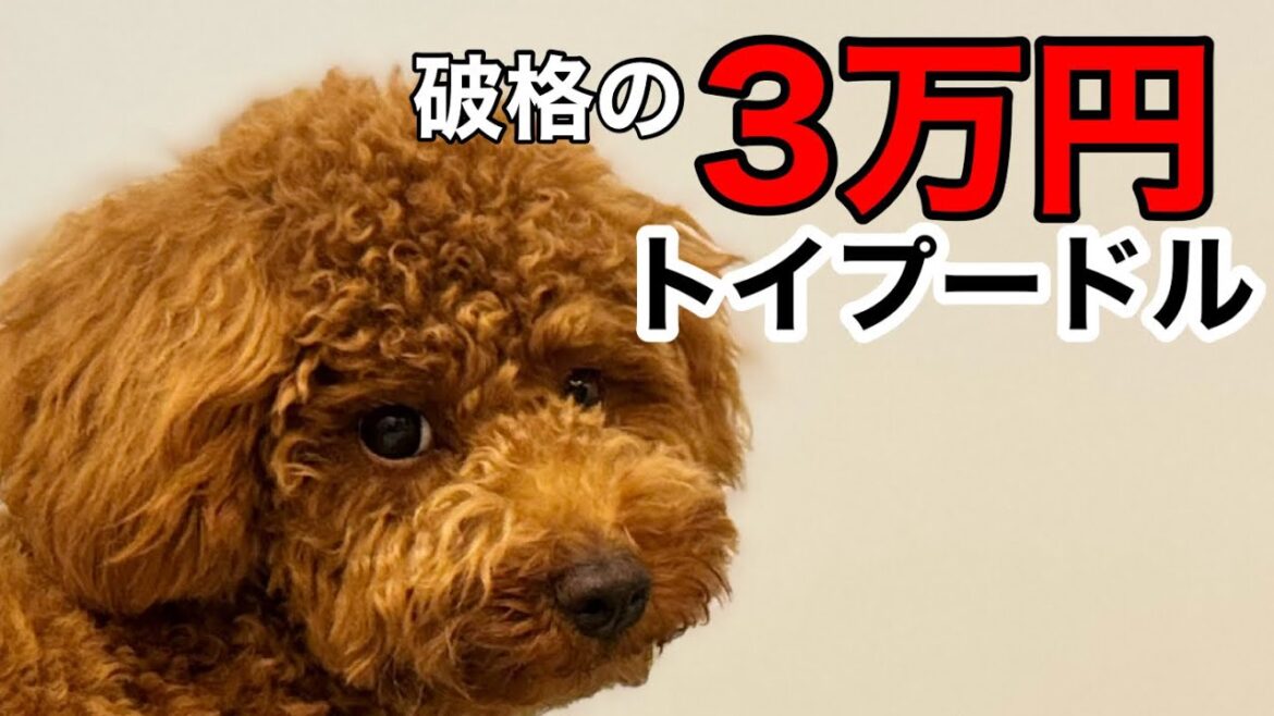 デカすぎて3万円のトイプードルの成長記録