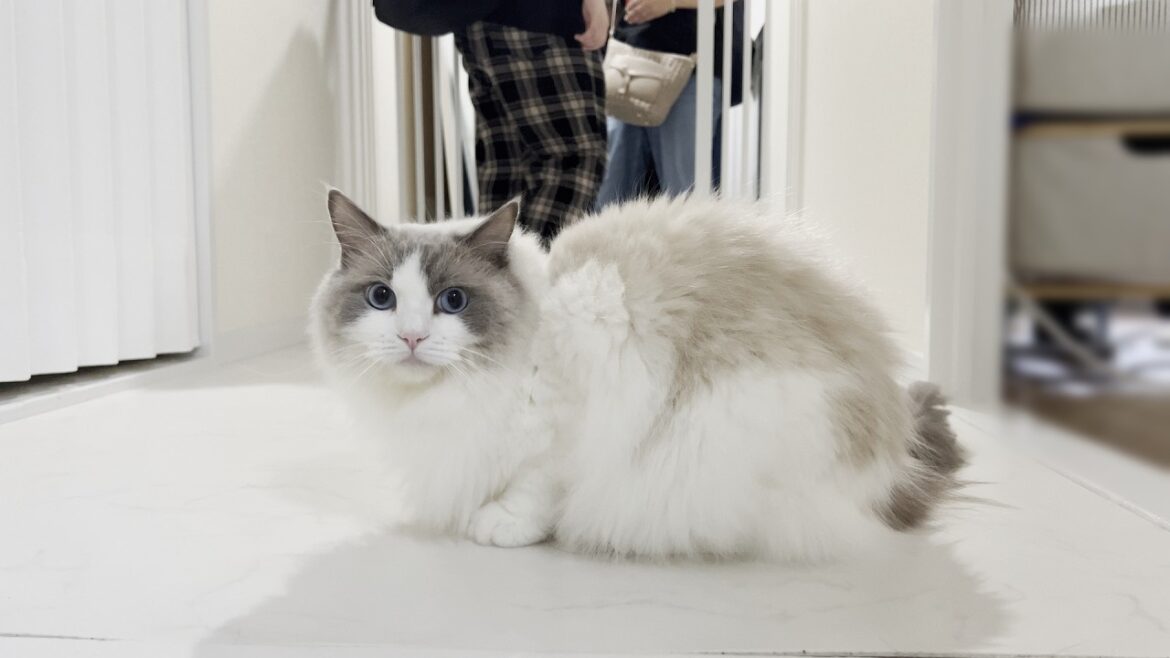 1年ぶりに叔母に会ったラグドール猫がまさかのこうなりました。