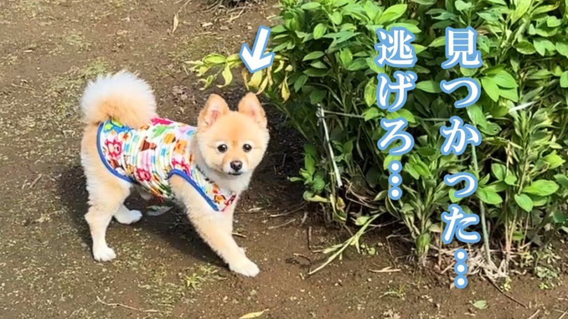 実家に帰って来れたのが嬉しくて、畑を暴走する愛犬が可愛い…笑 実家に帰って来れたのが嬉しくて、畑を暴走する愛犬が可愛い…笑