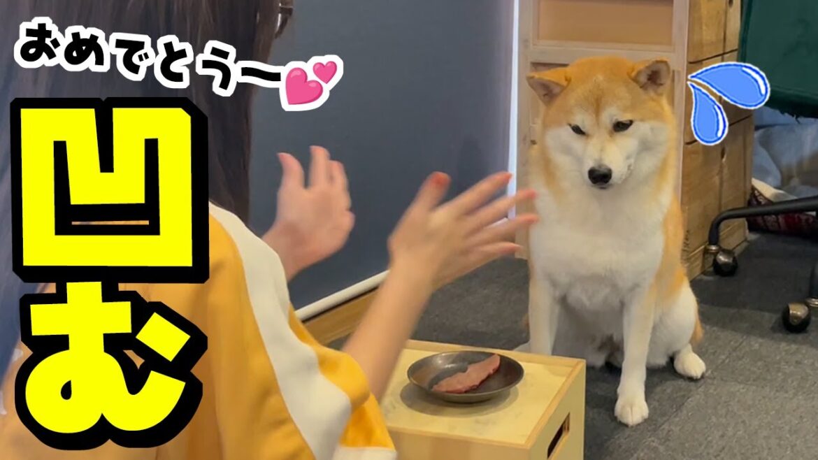 柴犬ちくわの誕生日を全力でお祝いしたら落ち込ませる結果に…