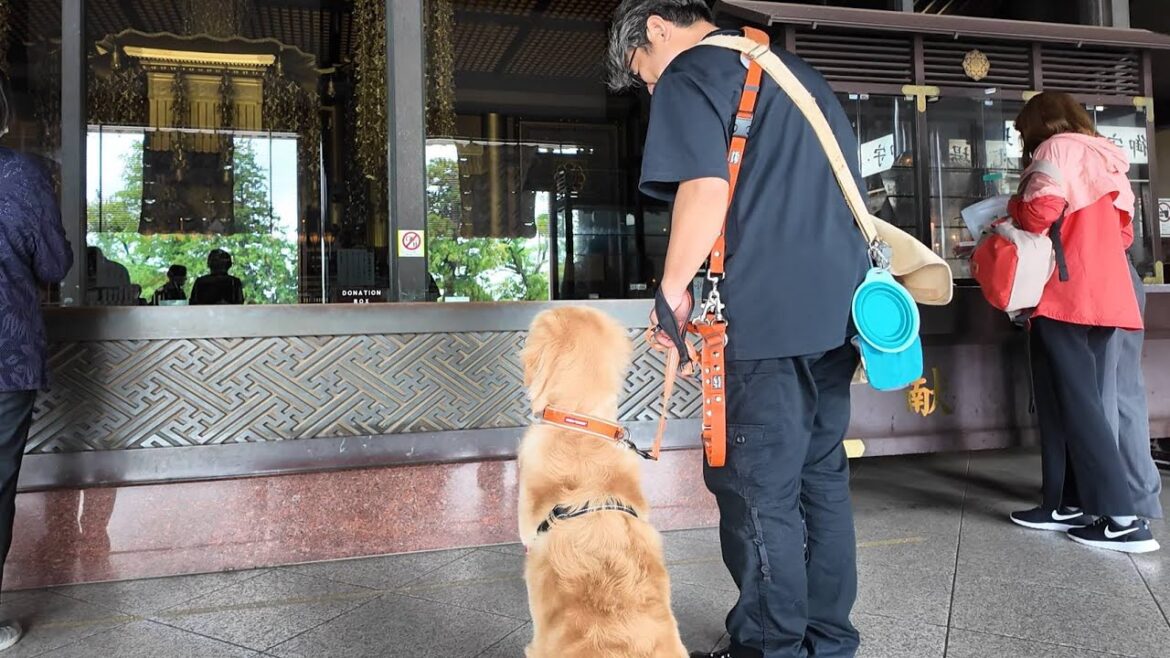 1000年の歴史を破り立ち入り禁止場所を堂々と歩く飼い主。【Golden Retriever japan】