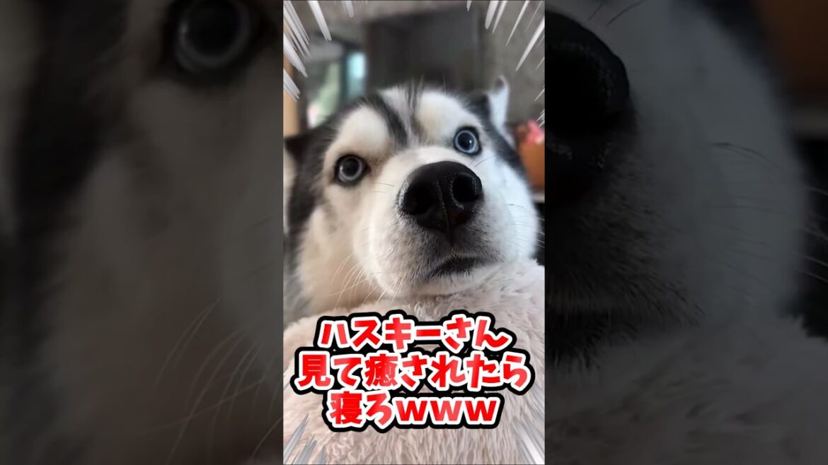 ハスキーさん見て癒されたら寝ろｗｗｗ #動物 #イヌ #ハスキー